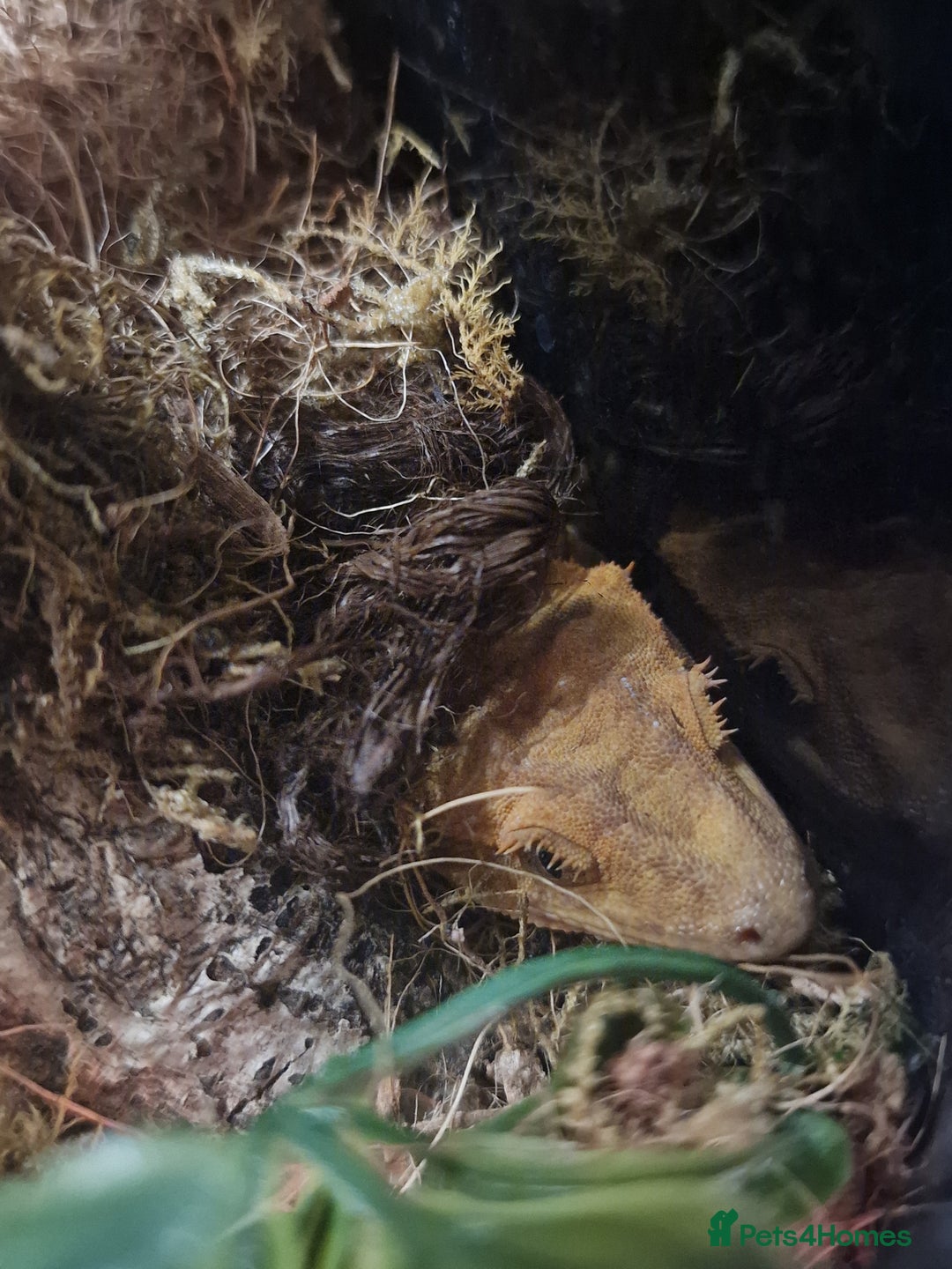Gecko reptiles for sale: Crested Gecko and set up - Image 4