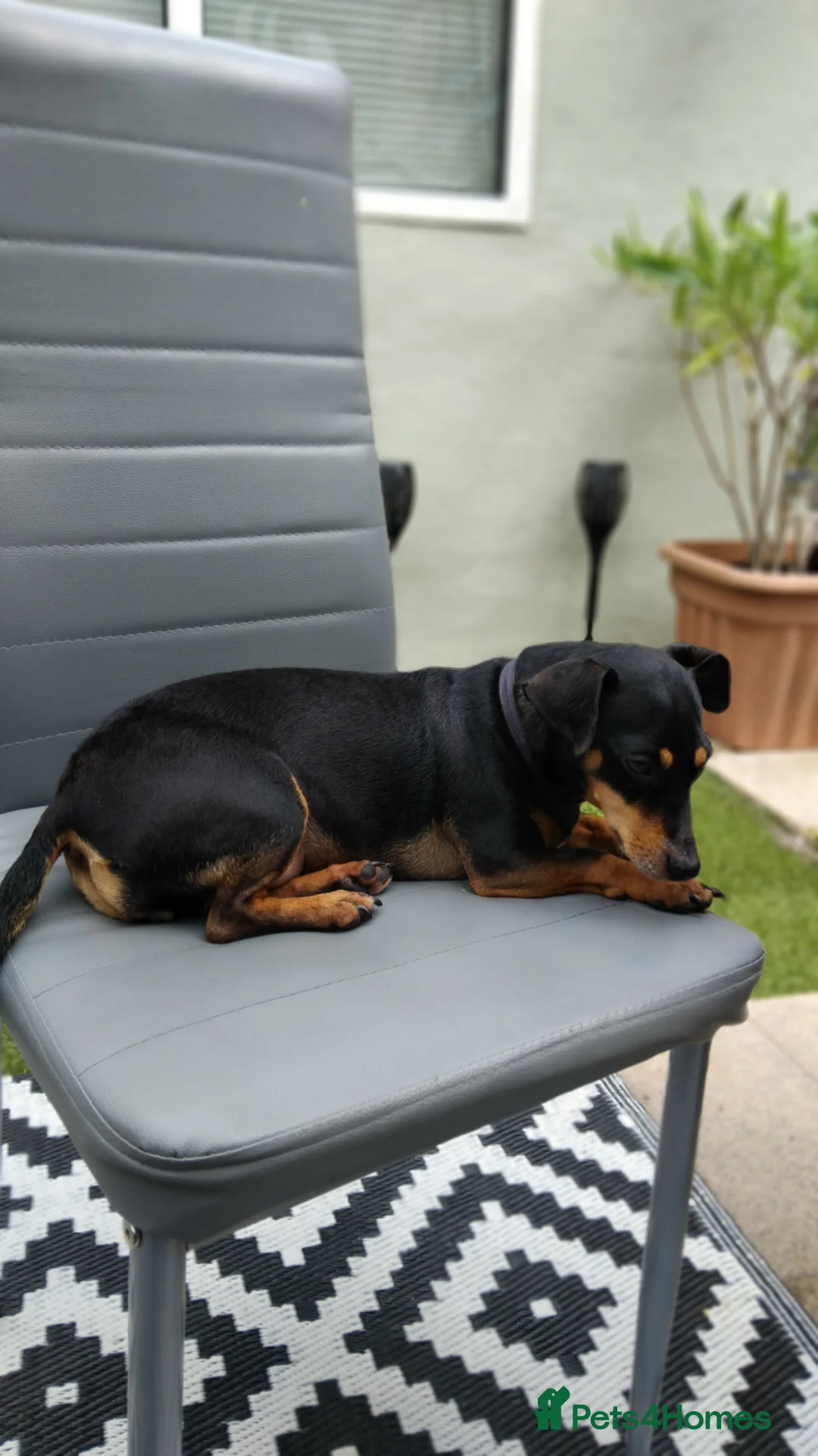 Jack Russell dogs for sale: Roxi 6 year old Jack russle  - Advert 3