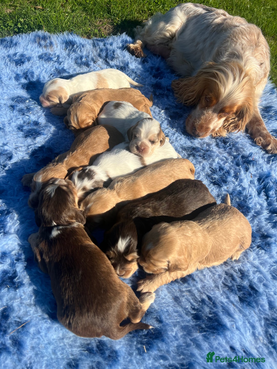 Cocker Spaniel dogs for sale: 🐾Gorgeous Cocker Spaniel Puppies 🐶🐾 - Image 8