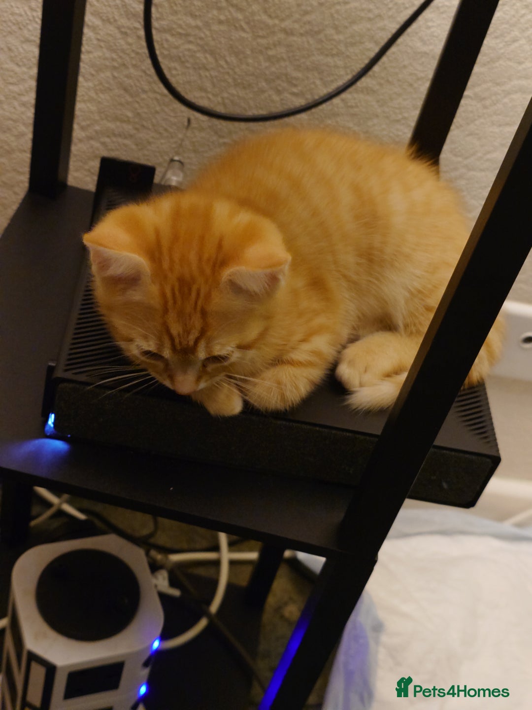 Mixed Breed cats for sale: 6 kittens of a Persian mum with Tuft ears. - Advert 22