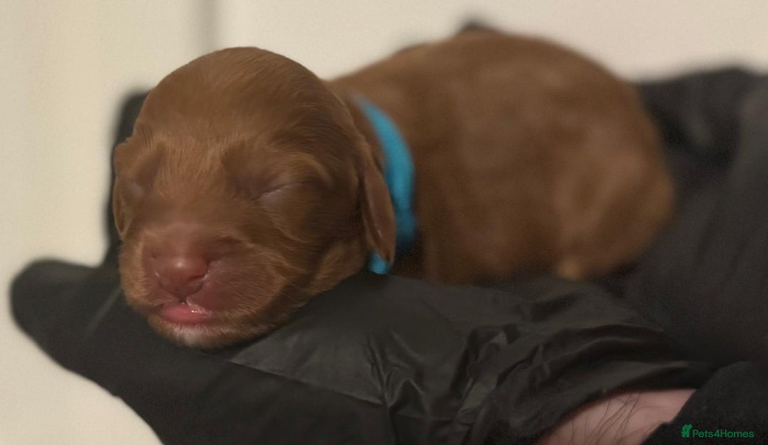 Cockapoo dogs for sale: 🐾 Beautiful Red Cockapoo Puppies 🐾 - Advert 9