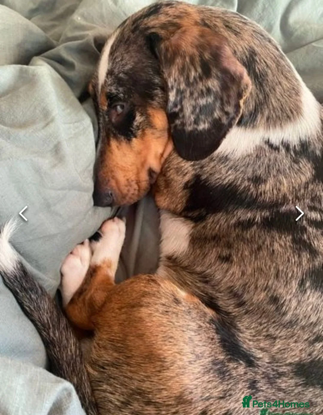 Mixed Breed dogs for adoption: 🐾Meet NORMAN 🐾 - a Lovely Boy for a Loving Home  - Advert 7