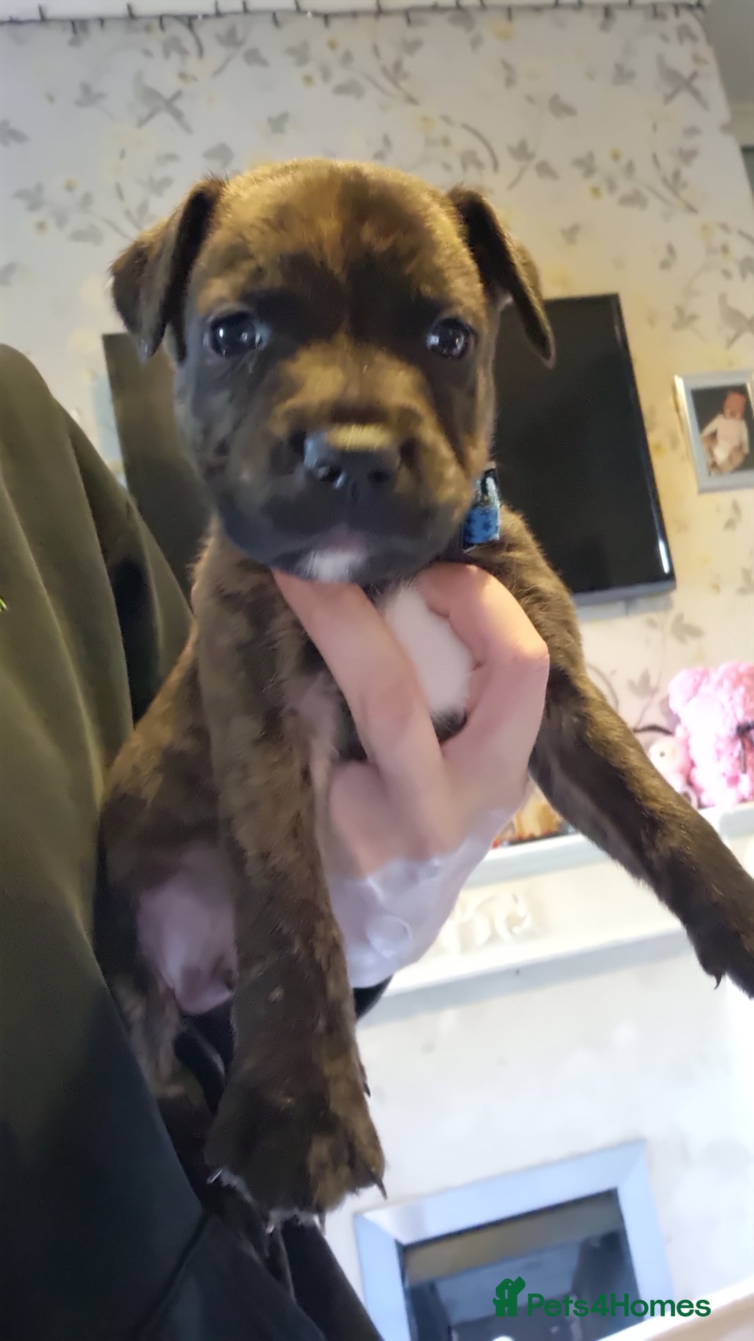 Mixed Breed dogs for sale: 3 boys left! Staff x Puppies  - Image 11