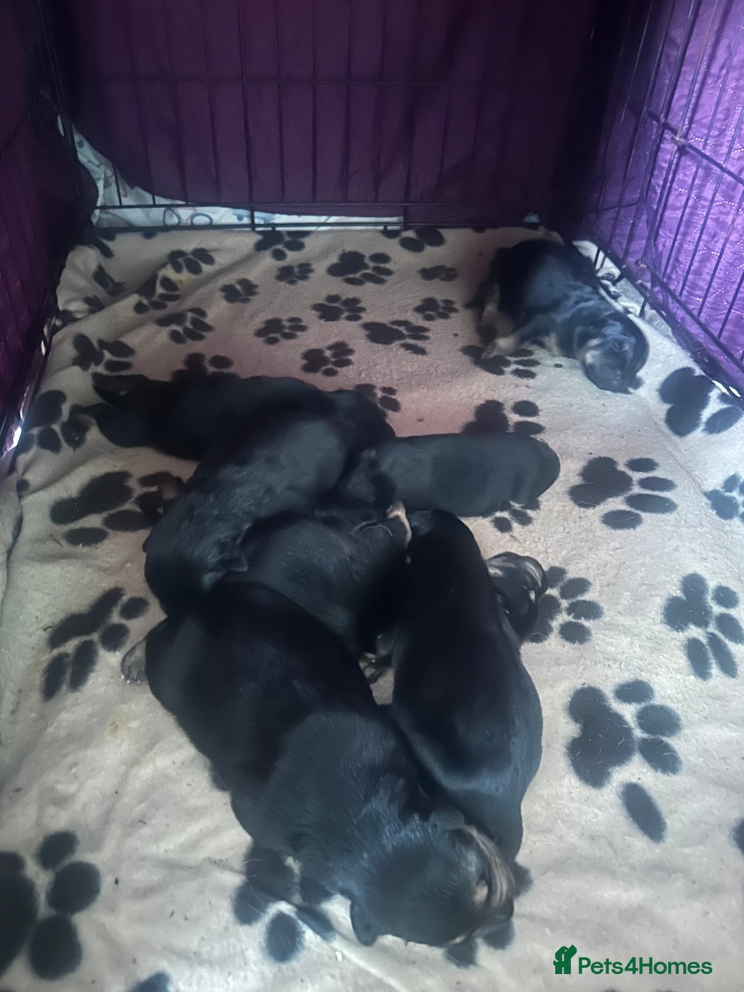 Huntaway dogs for sale: New Zealand Huntaway Puppies  - Image 3