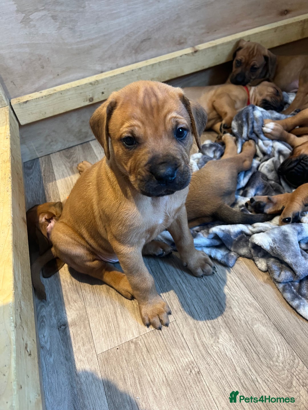 Mixed Breed dogs for sale: Puppies looking for forever homes 🏡 - Image 22