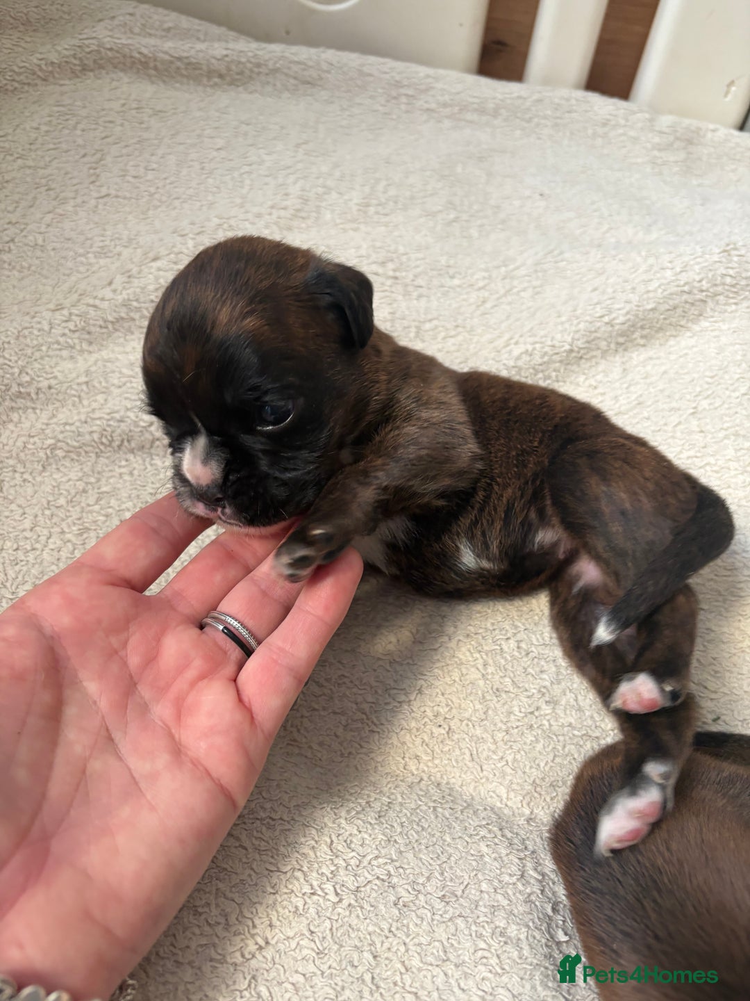Boxer dogs for sale: KC registered boxer puppies  - Advert 3