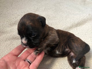 Boxer dogs KC registered boxer puppies - Advert 1