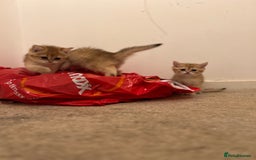 British Shorthair cats for sale: Only two boys left ready to go ❤️ - Image 23