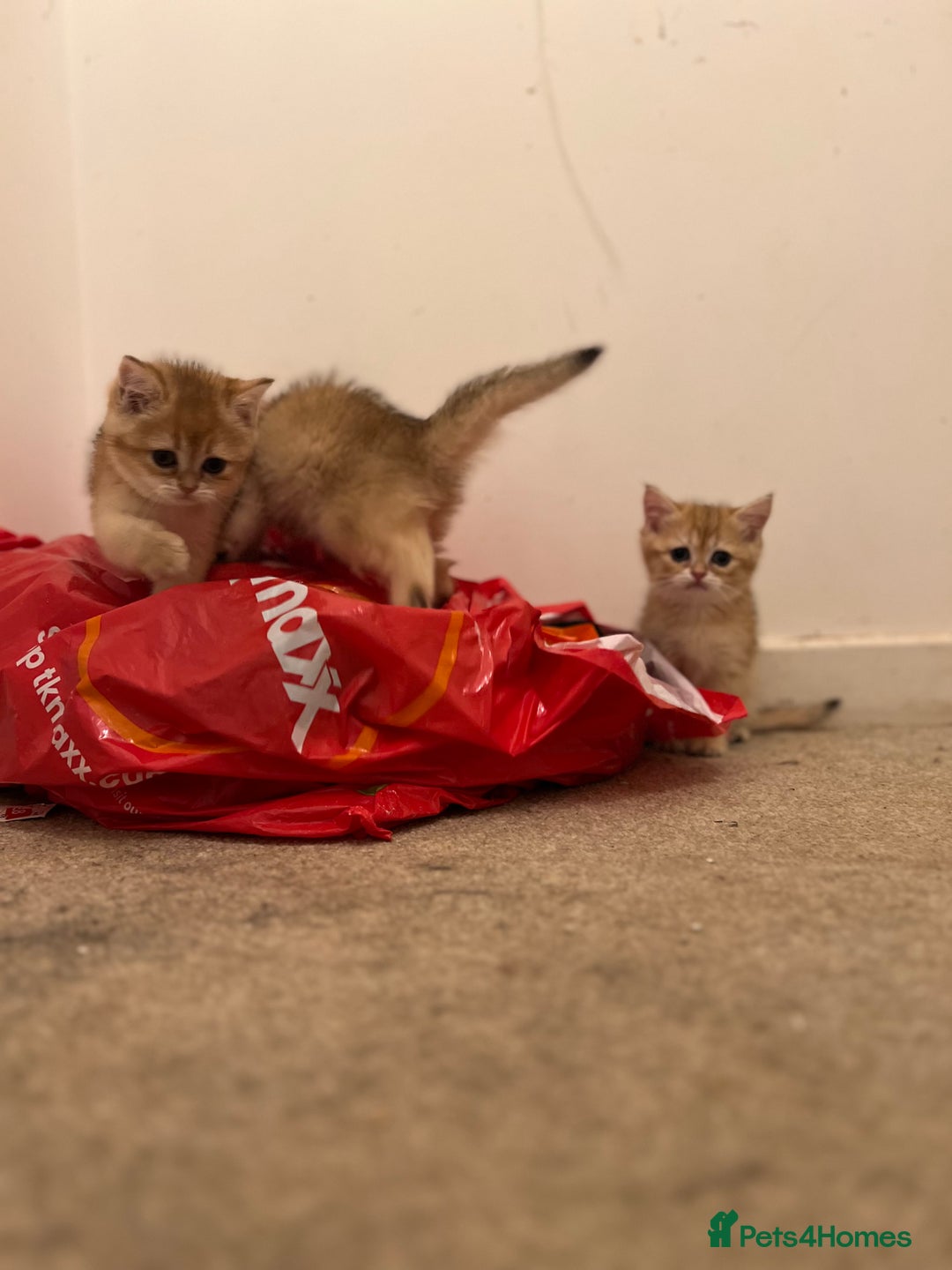 British Shorthair cats for sale: Only two boys left ready to go ❤️ - Image 23