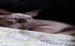Sphynx cats for sale: 5 Adorable Sphynx Kittens for sale! - Image 32