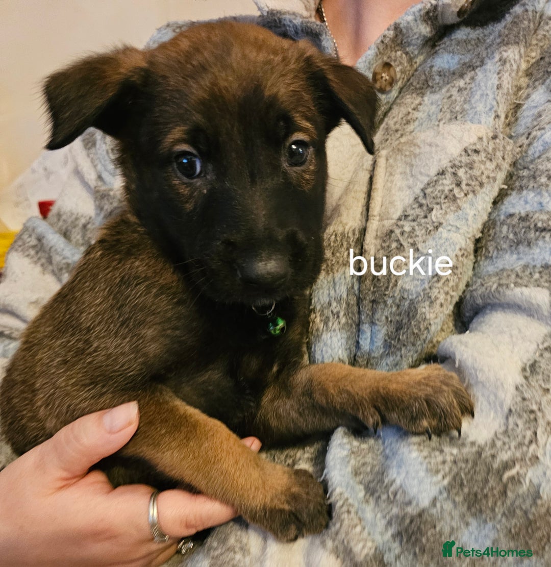 Belgian Shepherd Dog dogs for sale: Belgian malinois puppies  - Image 10