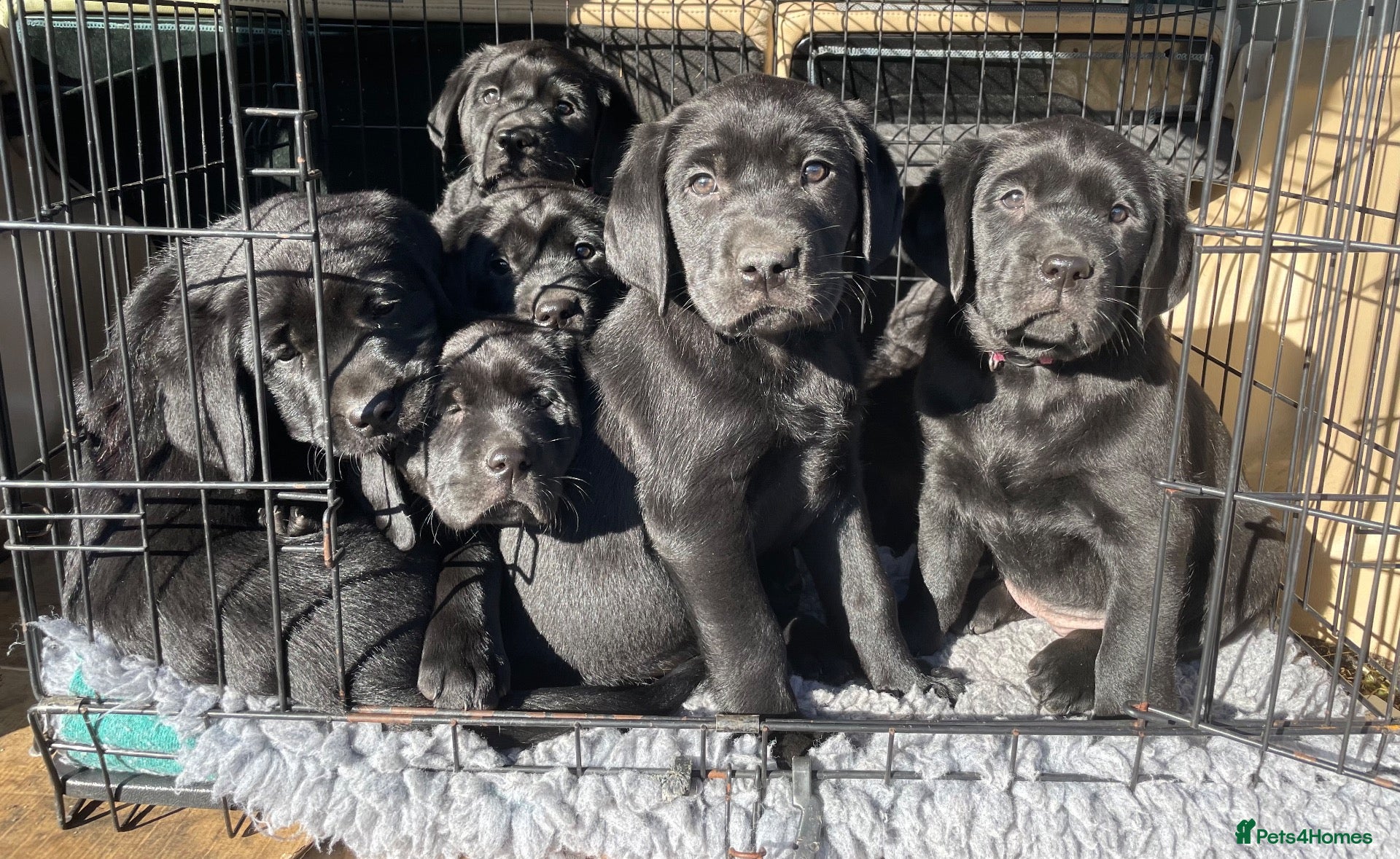 Labrador Retriever dogs for sale: Beautiful Black Labrador Puppies  - Advert 4