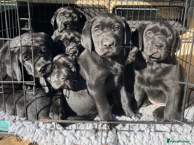 Labrador Retriever dogs for sale: Beautiful Black Labrador Puppies - Advert 4