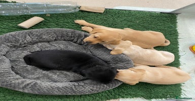 Labrador Retriever dogs - Advert 10