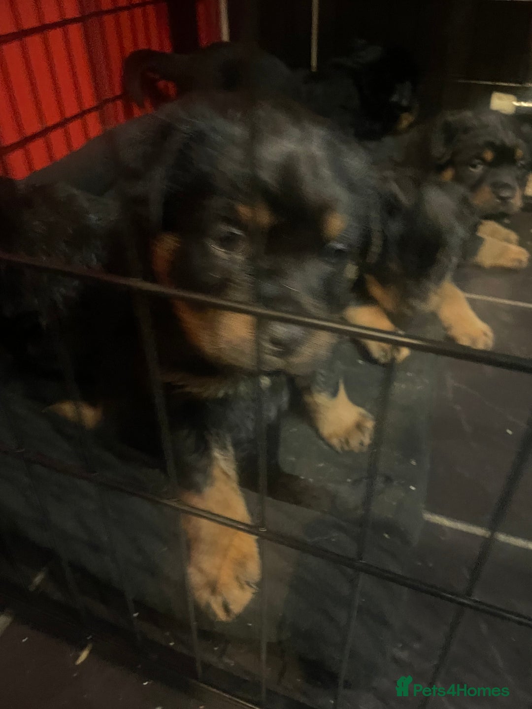 Rottweiler dogs for sale: Rottweiler x Rottweiler Akita  - Advert 14