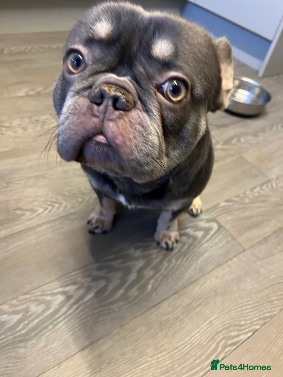 French Bulldog dogs for sale: Adorable 3-Year-Old Male & Female French Bulldog - Advert 18