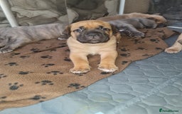 Cane Corso dogs for sale: Cane Corso Puppies in Wolverhampton - Image 14