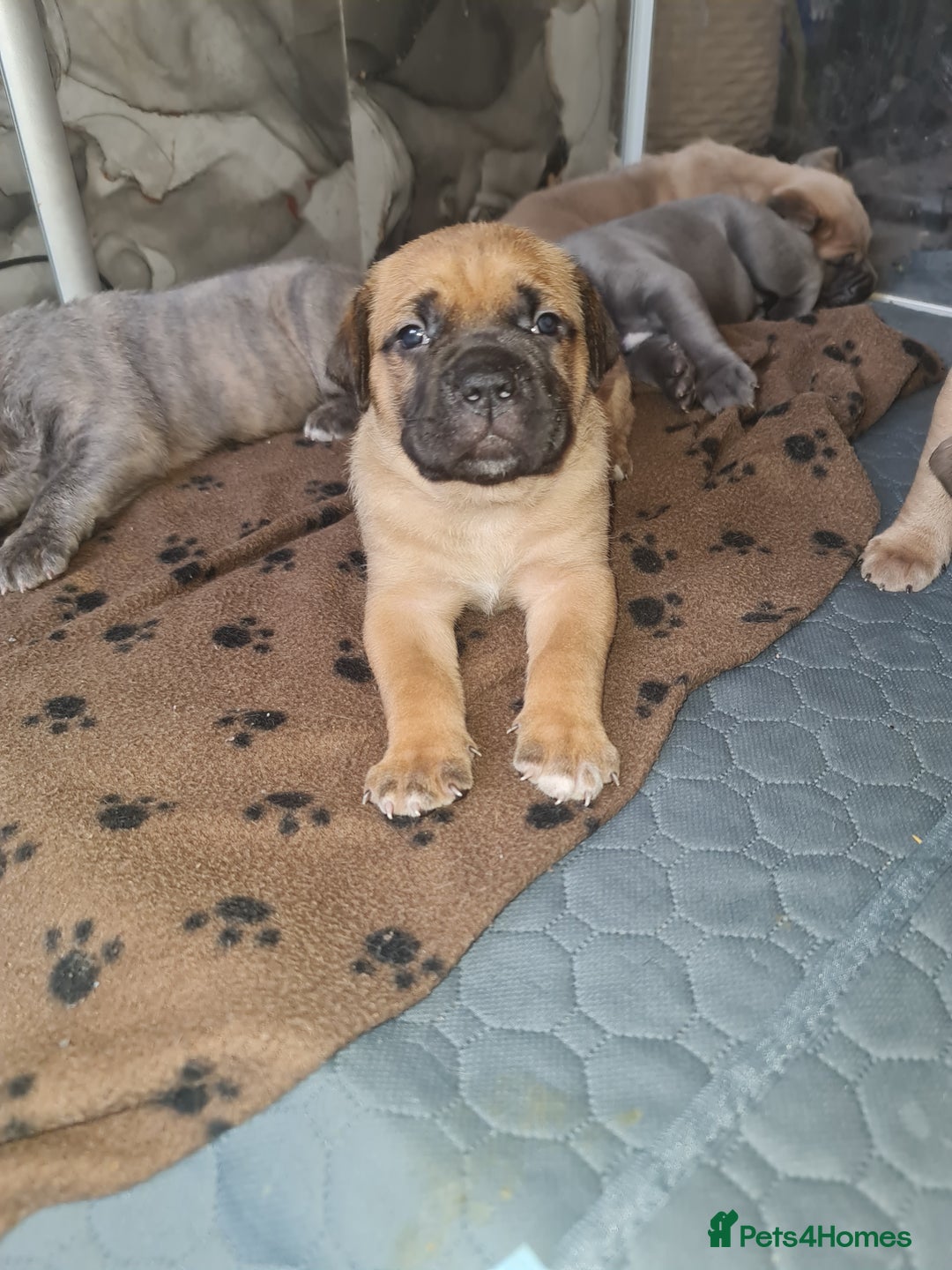 Cane Corso dogs for sale: Cane Corso Puppies in Wolverhampton - Image 14
