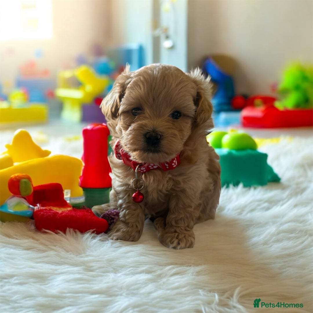 Maltipoo dogs for sale: Perfect small Maltipoo’s  puppy’s ❤️ - Image 5