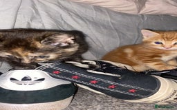 Mixed Breed cats for sale: 4 gorgeous kittens - Image 9