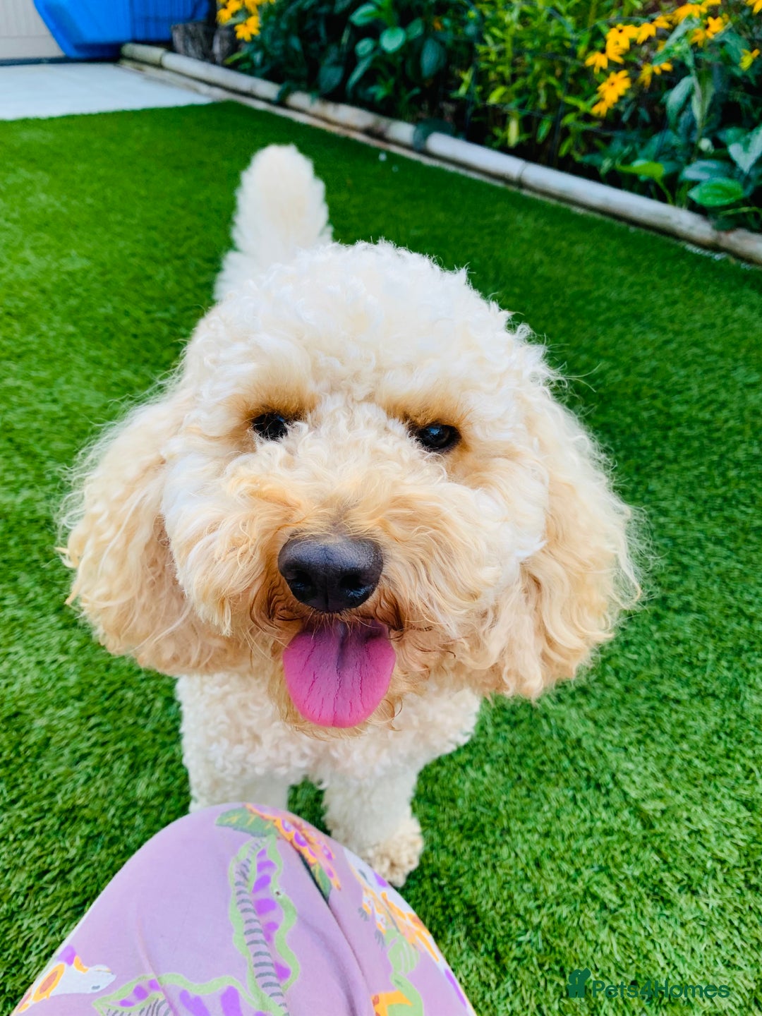 Cockapoo dogs for stud: Our beautiful Kesi F1b Cockapoo stud only in Wigan - Image 20