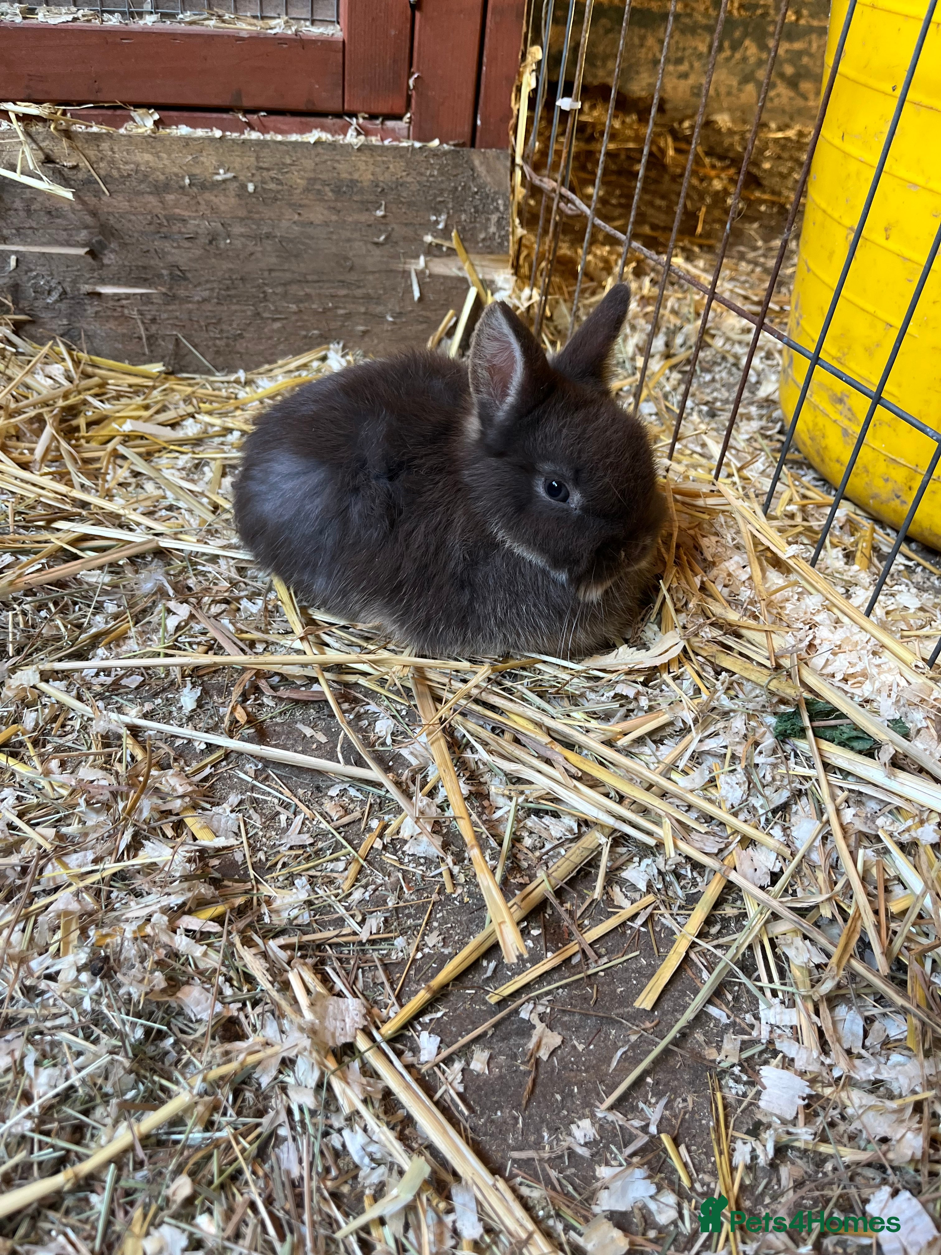 Netherland Dwarf rabbits Netherlands dwarf baby’s  - Advert 21