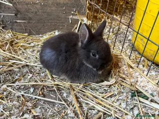Netherland Dwarf rabbits Netherlands dwarf baby’s - Advert 21