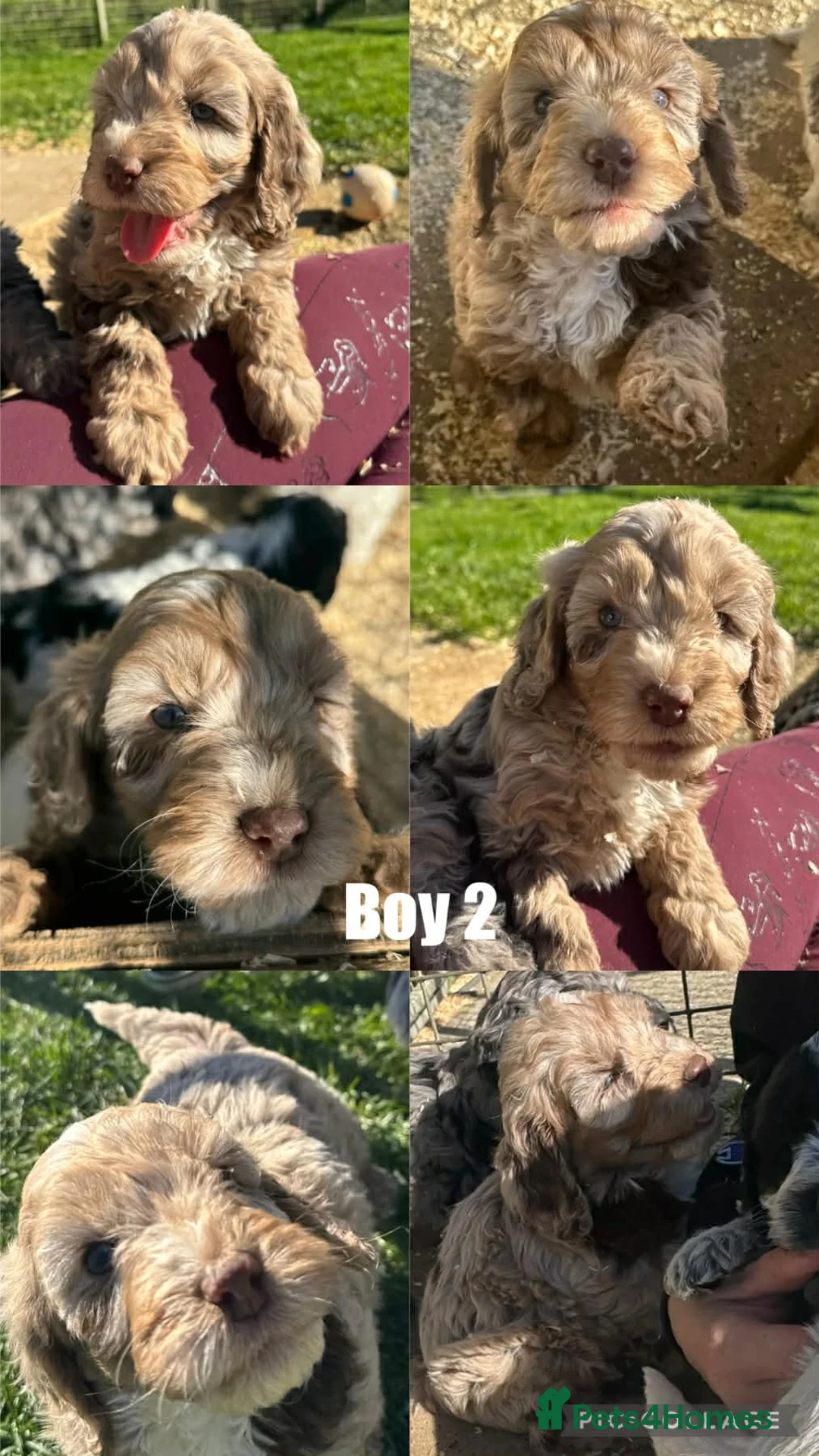 Cockapoo dogs for sale: Beautiful Cockerpoo Pups - Advert 5