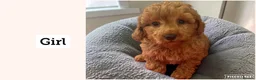 Cavapoochon dogs for sale: Cavapoochon puppies for sale Fox Red  - Advert 5