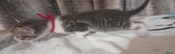 Mixed Breed cats for sale: Adorable Kittens looking for their Forever Home - Advert 5