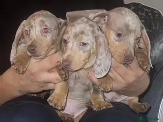 Miniature Dachshund dogs Isabella silver dapple miniature Daschound puppy’s - Advert 6