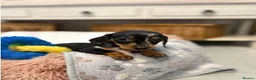 Miniature Dachshund dogs for sale: The Ultimate Miniature Dachshunds in Exmouth - Advert 4