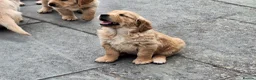 Golden Retriever dogs for sale: Beautiful litter of Golden Retriever puppies 🐶  - Advert 34