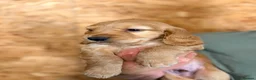 Cocker Spaniel dogs for sale: KC registered working cocker spaniel puppies  - Advert 9
