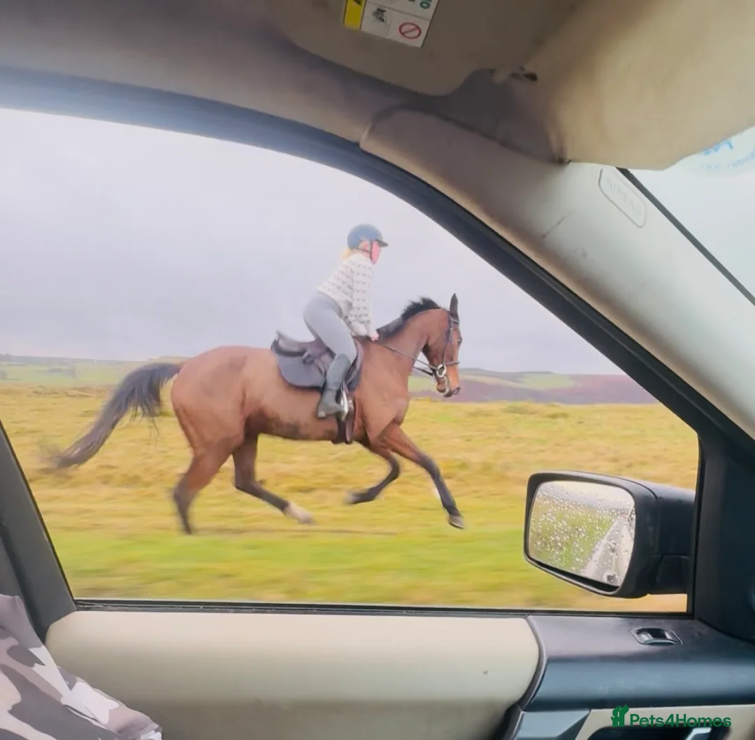 Irish Sports horses for sale: Super 15.3 8 yr old sports horse allroudner  - Advert 2