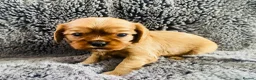 Cavalier King Charles Spaniel dogs for sale: KC Cavalier King Charles Puppies, All 4 Colours. - Advert 24