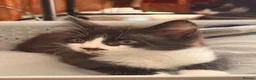 British Shorthair cats for sale: 4 black + white female kittens - Advert 20