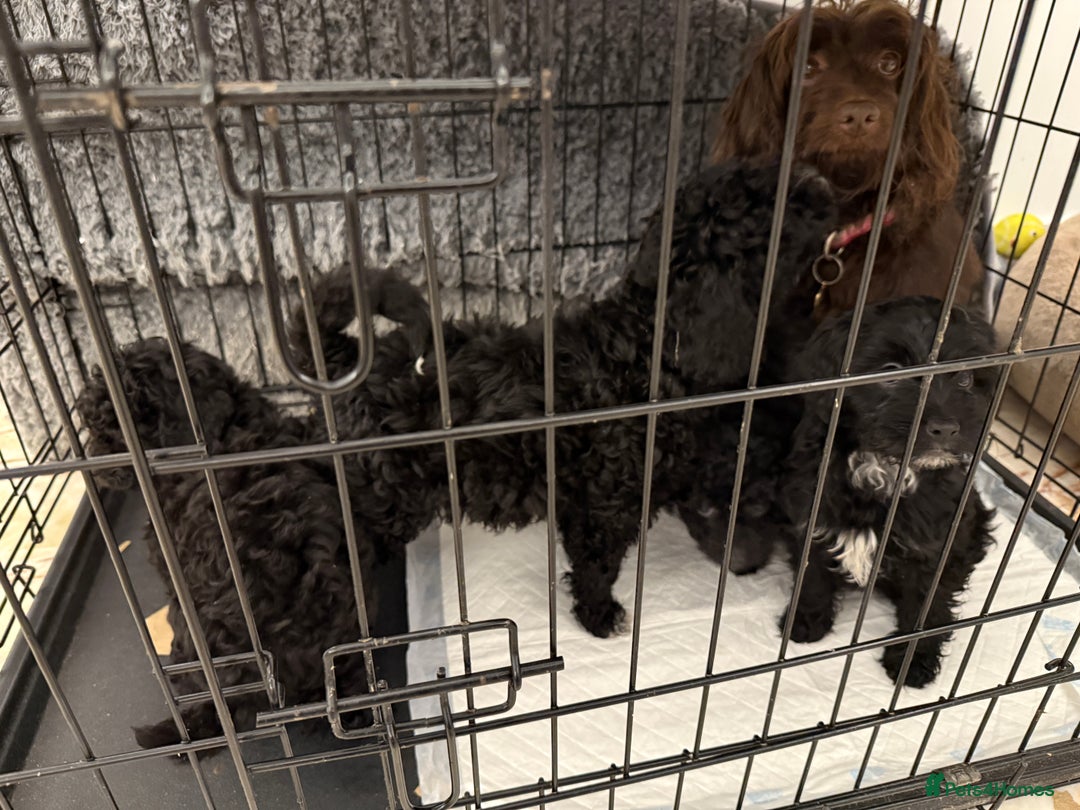 Cockapoo dogs for sale: Beautiful Cockapoo miniature (toy) black, tuxedo - Advert 2