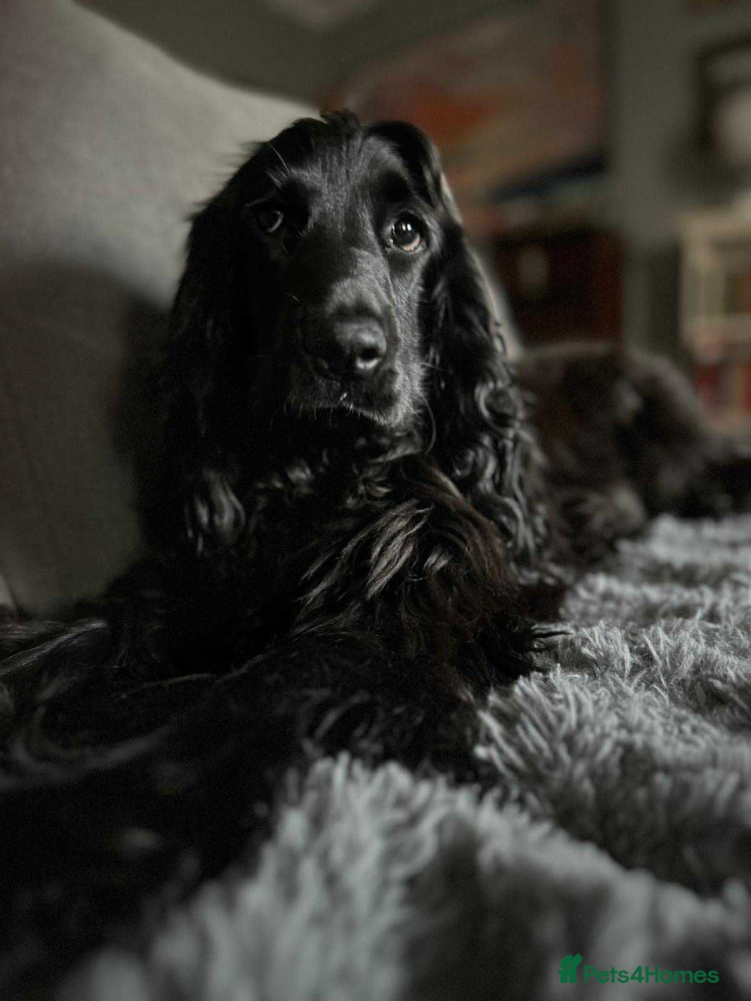 Cocker Spaniel dogs for sale: SHOW Cockers Spaniels due  - Advert 8