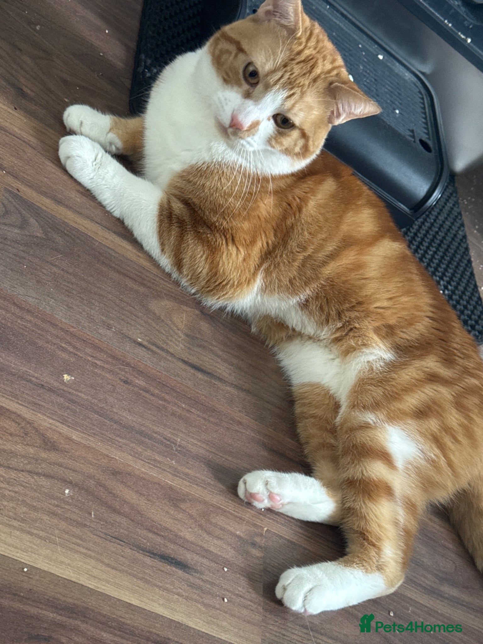 Mixed Breed cats Ginger male cat  - Advert 1