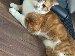 Mixed Breed cats Ginger male cat - Advert 1