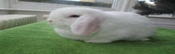 Mini Lop rabbits for sale: Baby Mini Lops - Advert 5