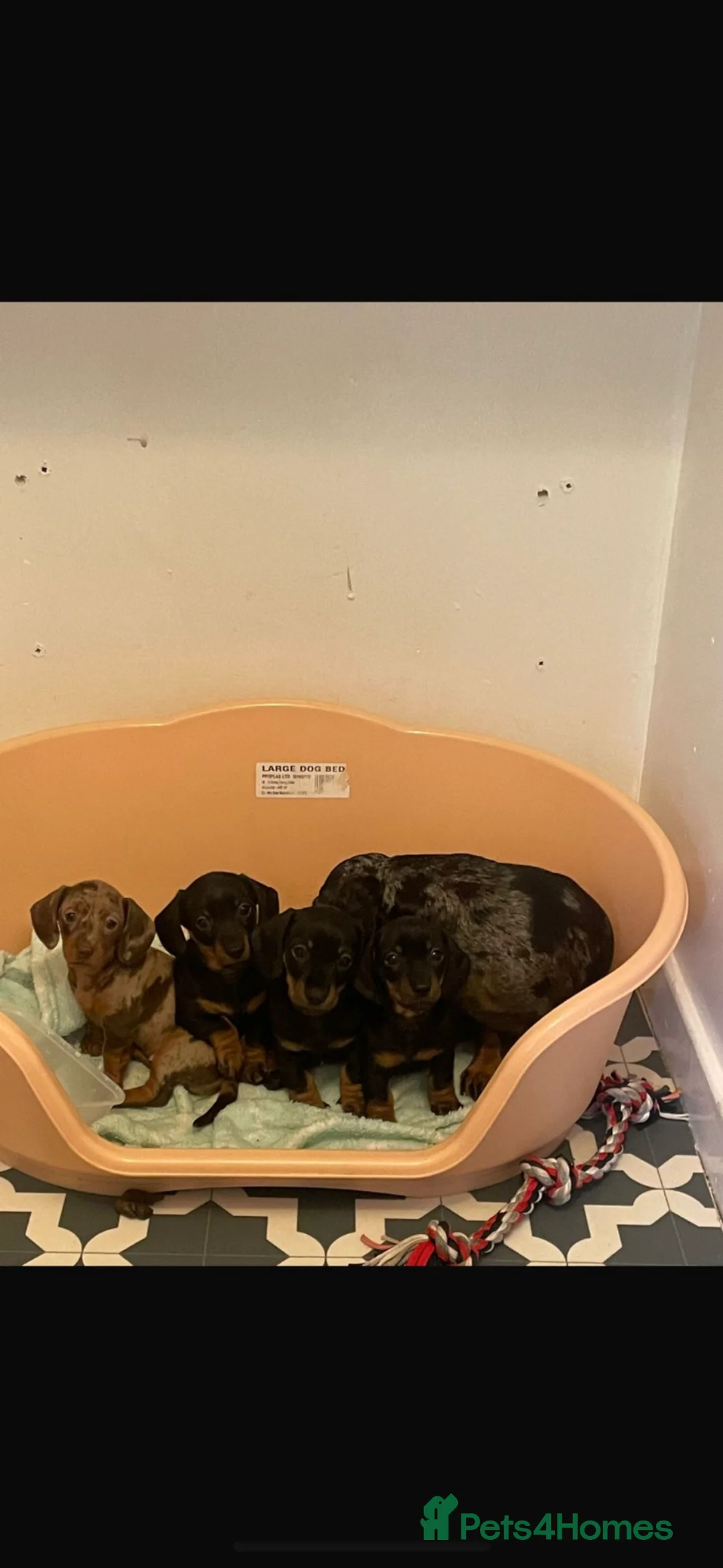 Miniature Dachshund dogs for sale: Miniature dachshund puppies  - Advert 7