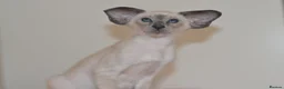 Siamese cats for sale: Tica Registered Blue Siamese Boy for reservation - Advert 6
