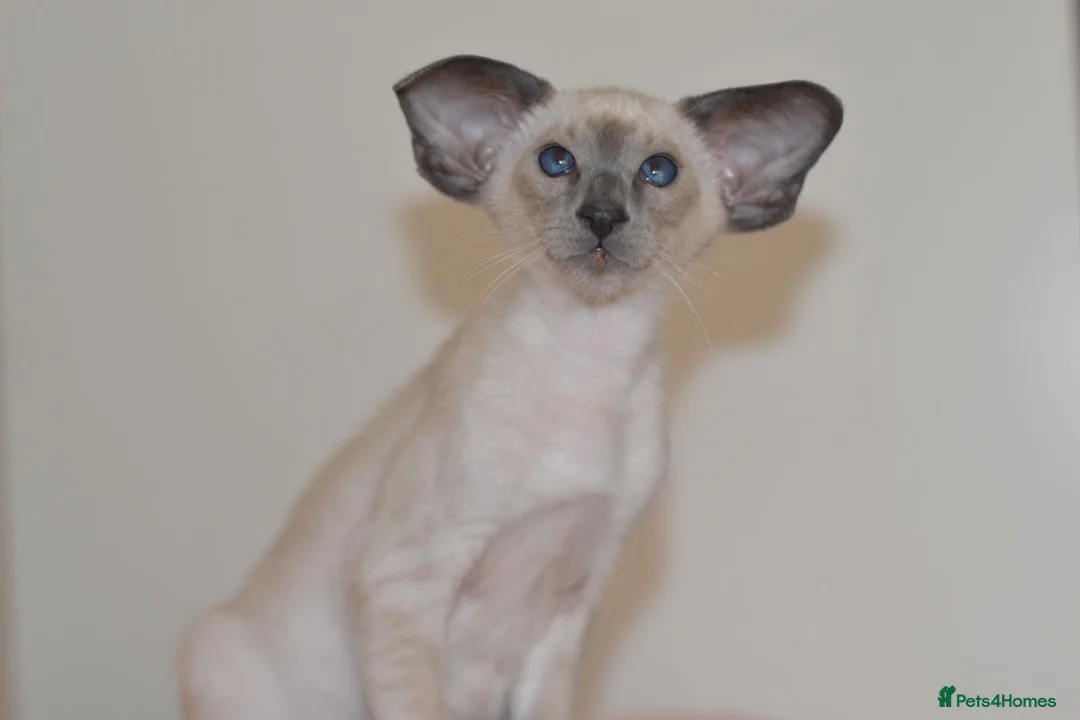 Siamese cats for sale: Tica Registered Blue Siamese Boy for reservation - Advert 6