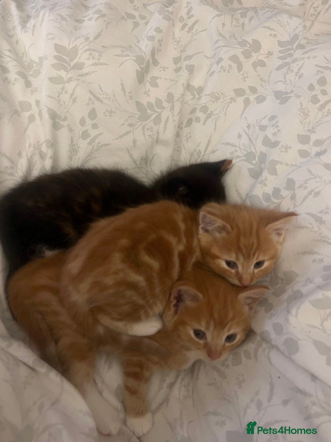 British Shorthair cats for sale: Kittens - Advert 13