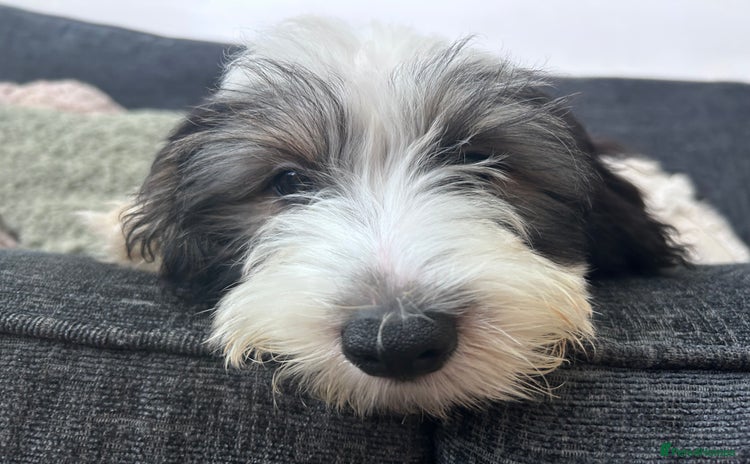 Mixed Breed dogs - Advert 11
