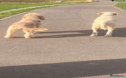 Goldendoodle dogs for sale: Beautiful F2 Goldendoodle Puppies  - Advert 15