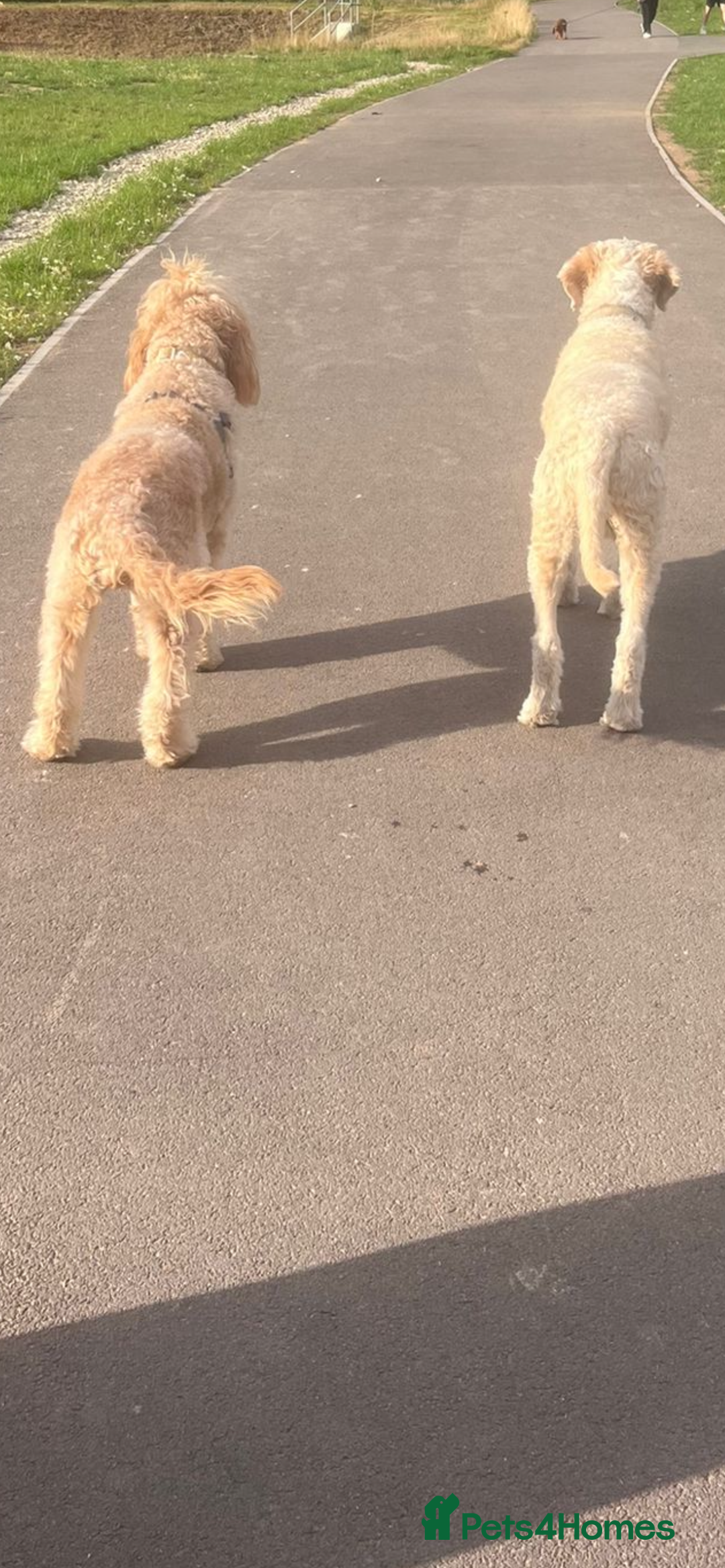 Goldendoodle dogs for sale: Beautiful F2 Goldendoodle Puppies  - Advert 15