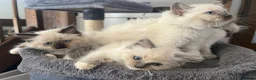Ragdoll cats for sale: 🐾 Ragdoll Kittens 🐾 - Advert 30